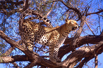 Leopard In tree